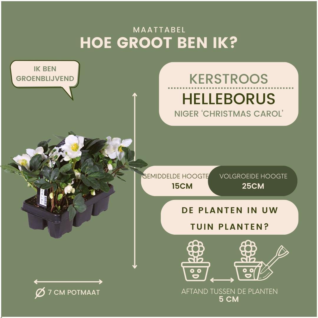 Helleborus niger 'christmas carol' - lot de 24