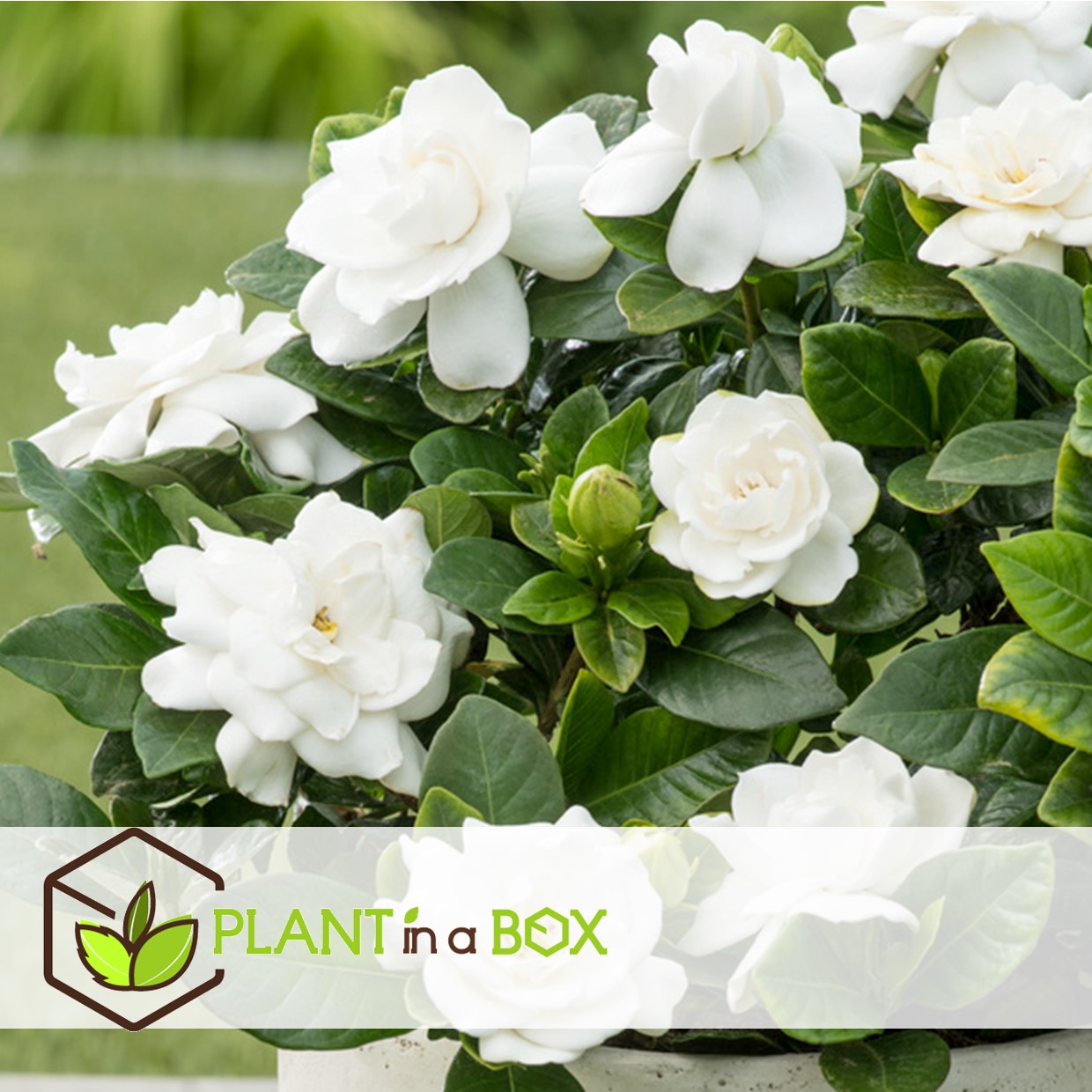 Gardenia jasminoides - set de 2 - pot 13cm - hauteur 20-30cm
