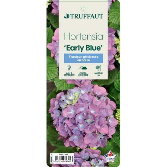 Hydrangea Macrophylla Early Blue : C.5L