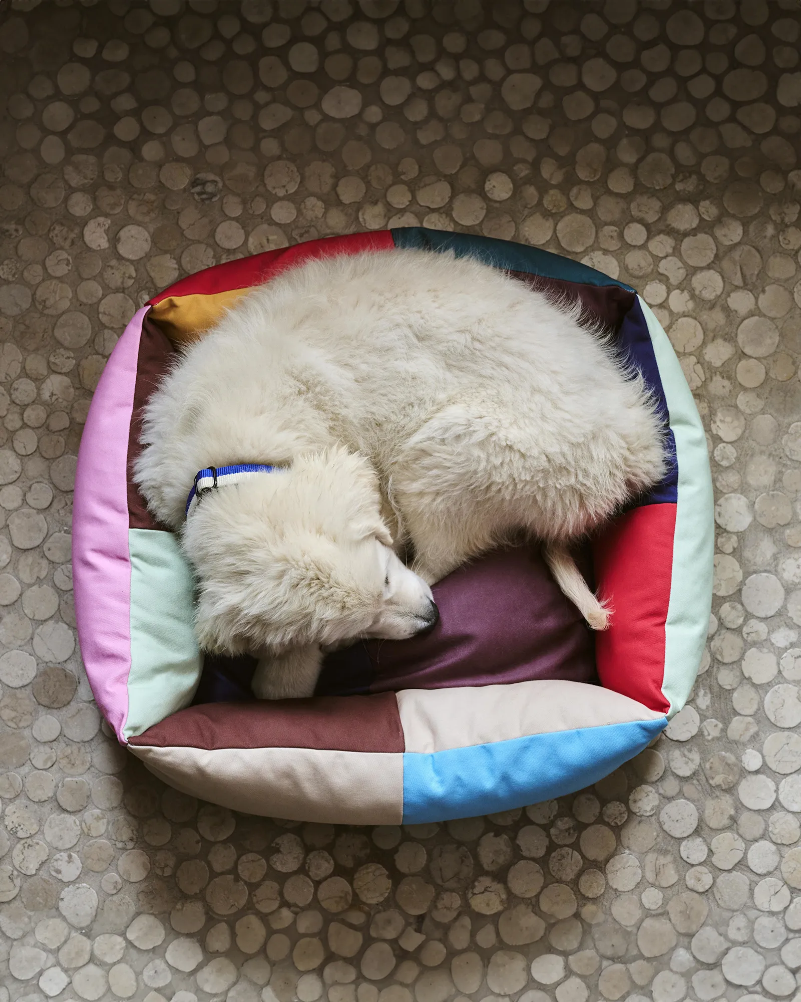 HAY HAY Dogs Bed
