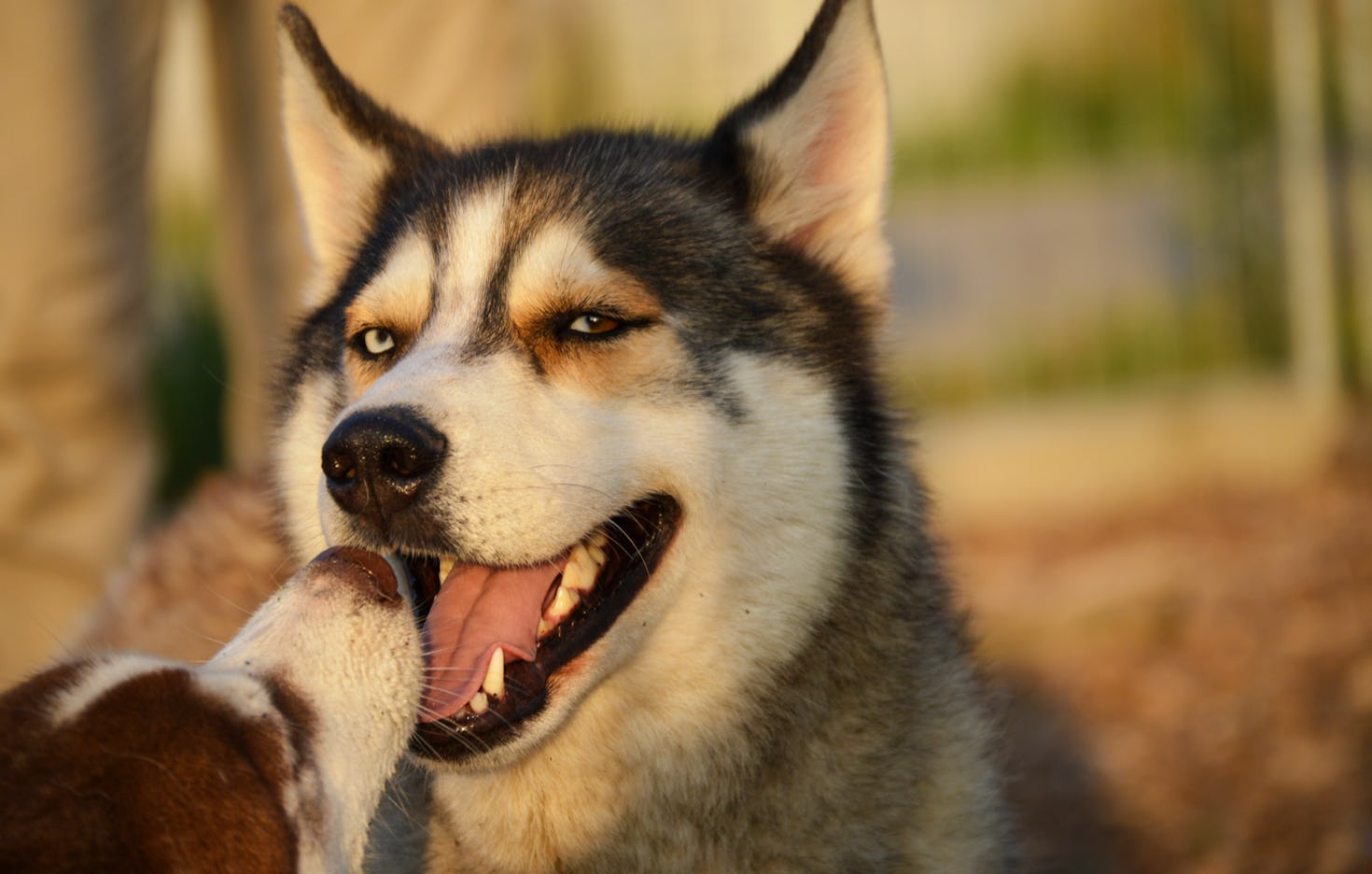 Husky Wanderung für 2 Wiedergeltingen