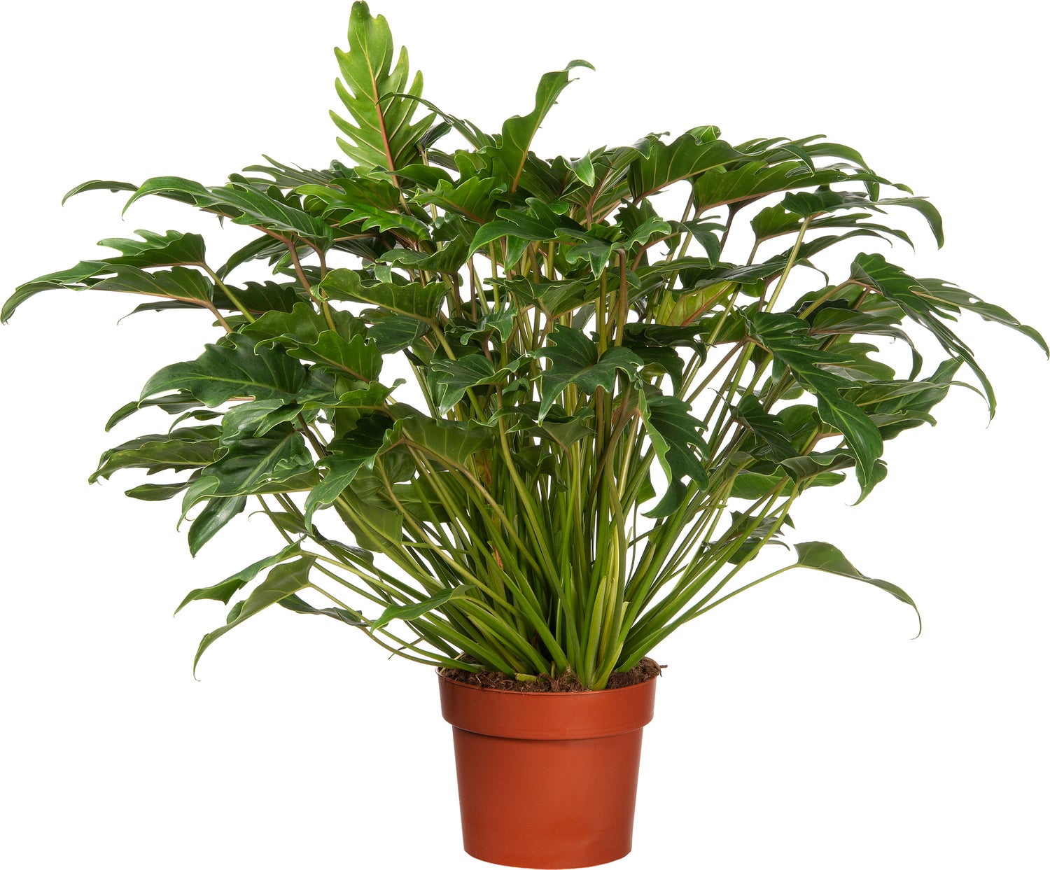 Philodendron (Philodendron 'Xanadu') D 21 H 65 cm