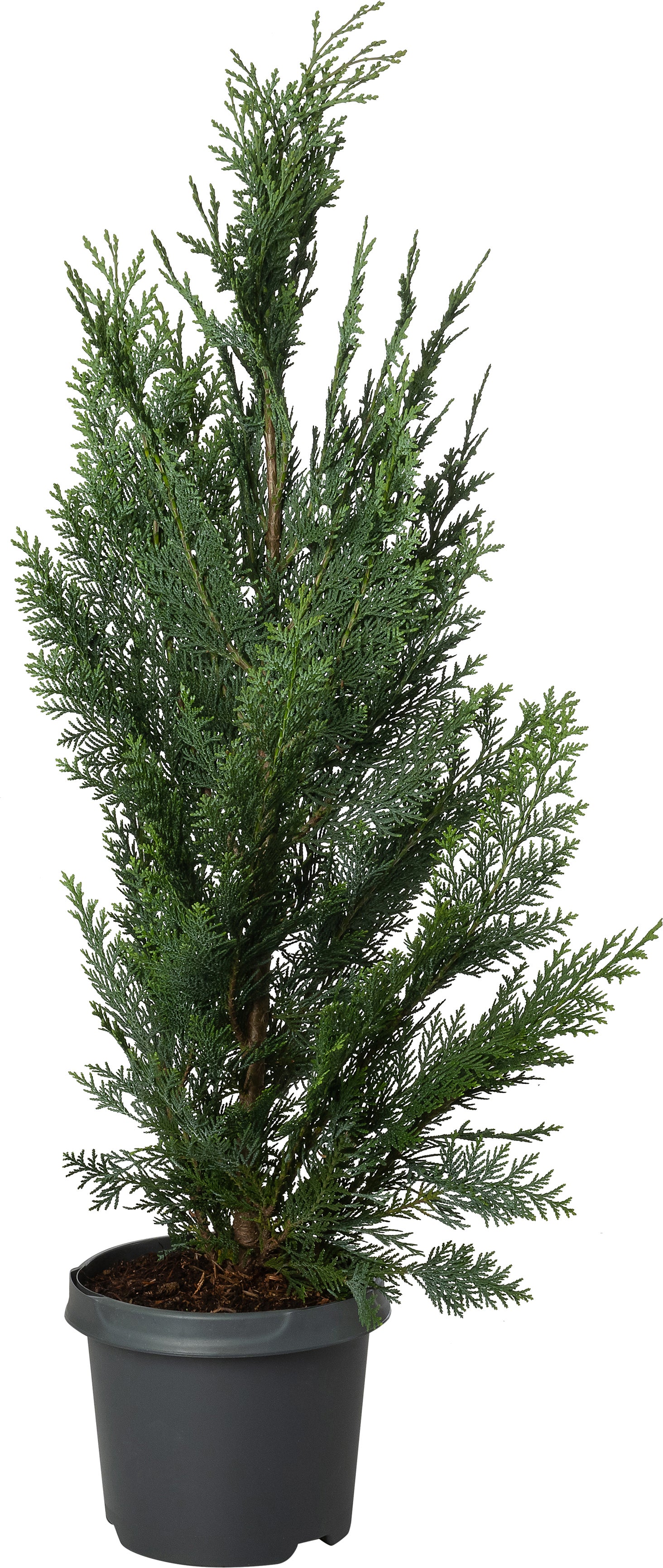 Dwergcipres (Chamaecyparis lawsoniana 'Columnaris') D 19 H 60 cm