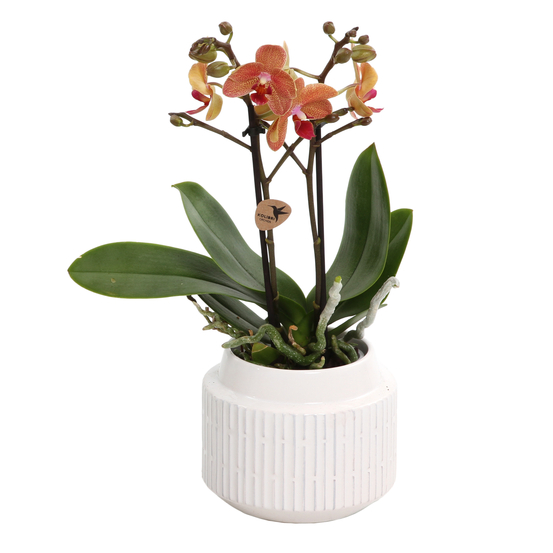 Orchidée Phalaeonopsis 'Kolibri'2 tiges - pot D.9 cm