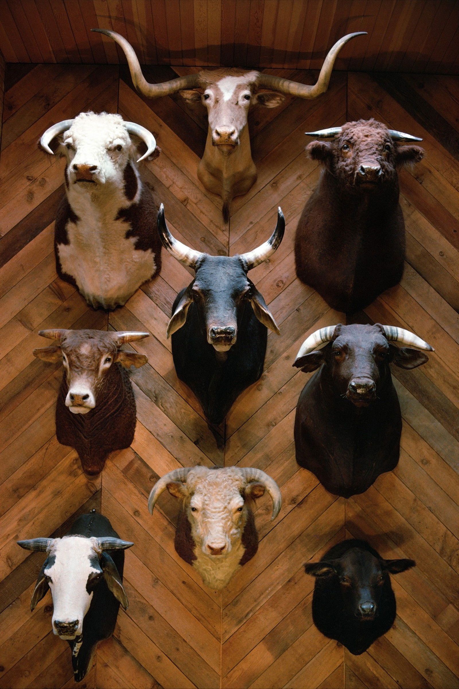 Texas, USA, 1975 by Robert Lebeck - Limited Edition. Edition of: 100. Signed.