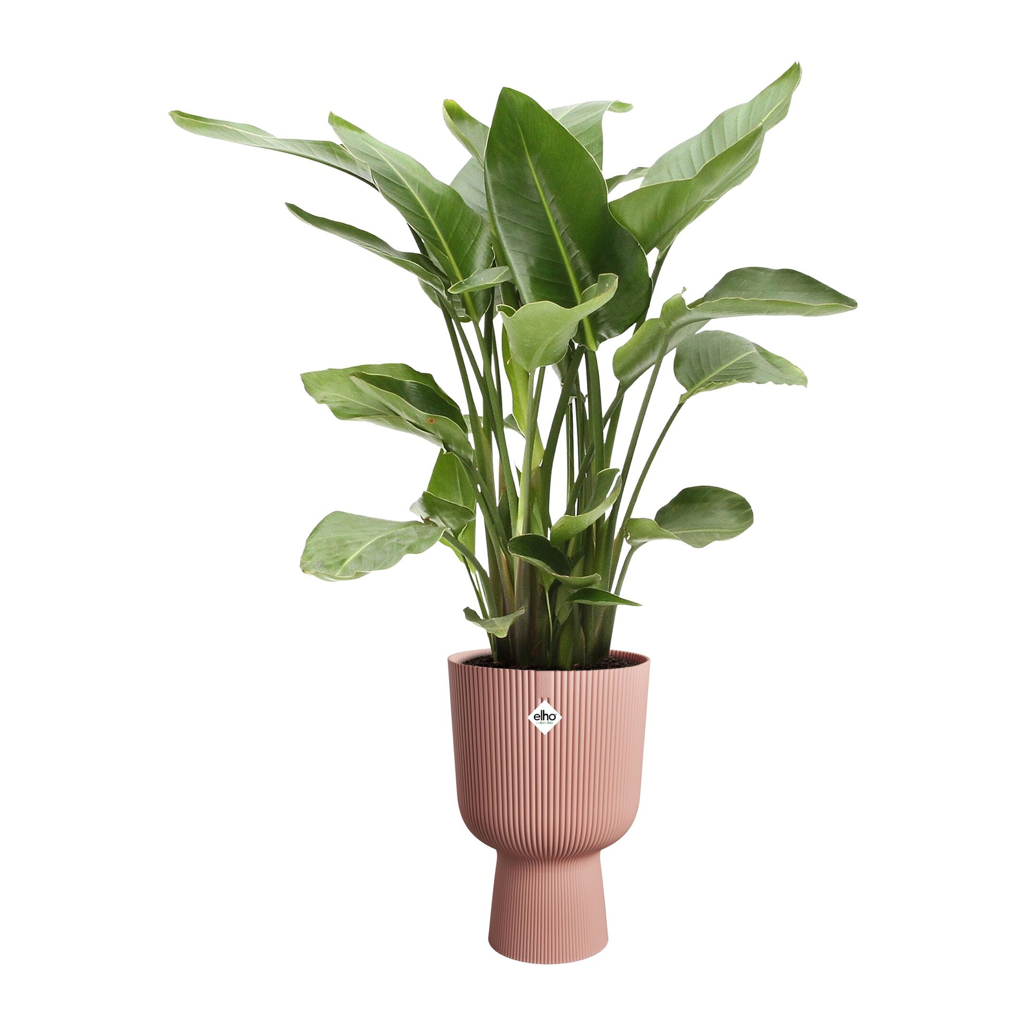 Elho Vibes Fold Coupe 30 - Roze - L 30 x B  x H 45 cm - Binnen - 100% gerecycled kunststof
