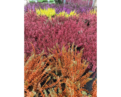 Heide (Calluna vulgaris) in gekleurde potten, Ø 10 cm