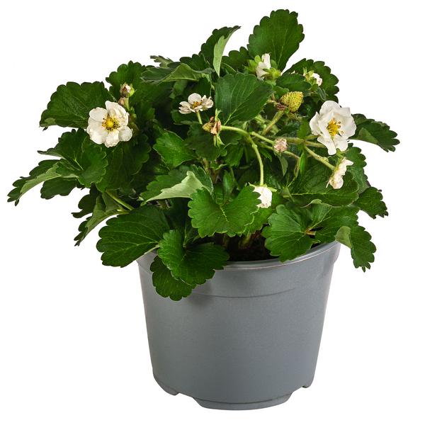 Erdbeere 'Summer Breeze Snow'