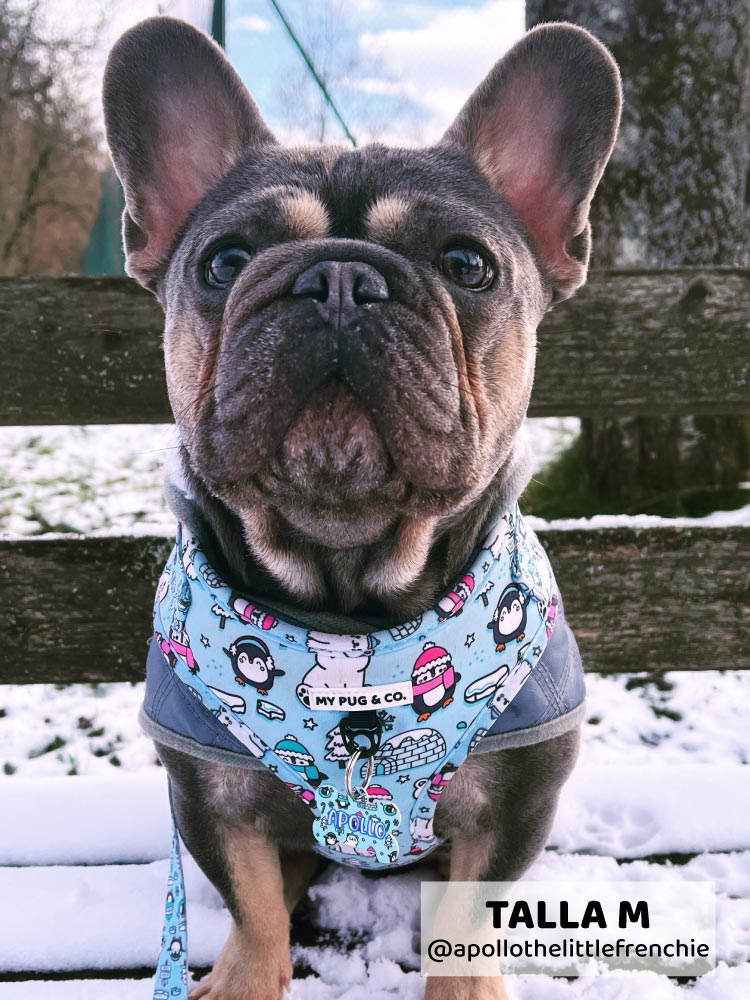 Arnês ajustável para dias de inverno