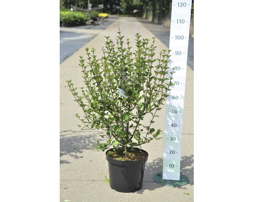 Dwerg geurend lila Syringa meyeri 'Palibin' H 60-80 cm Co 10 L
