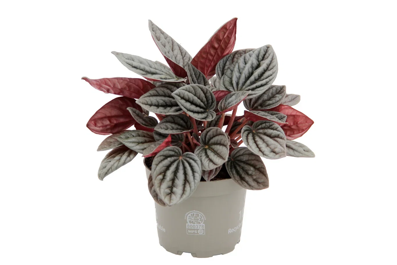 Peperomia 'Caracas' Peperomia 'Caracas' Høyde 22 cm