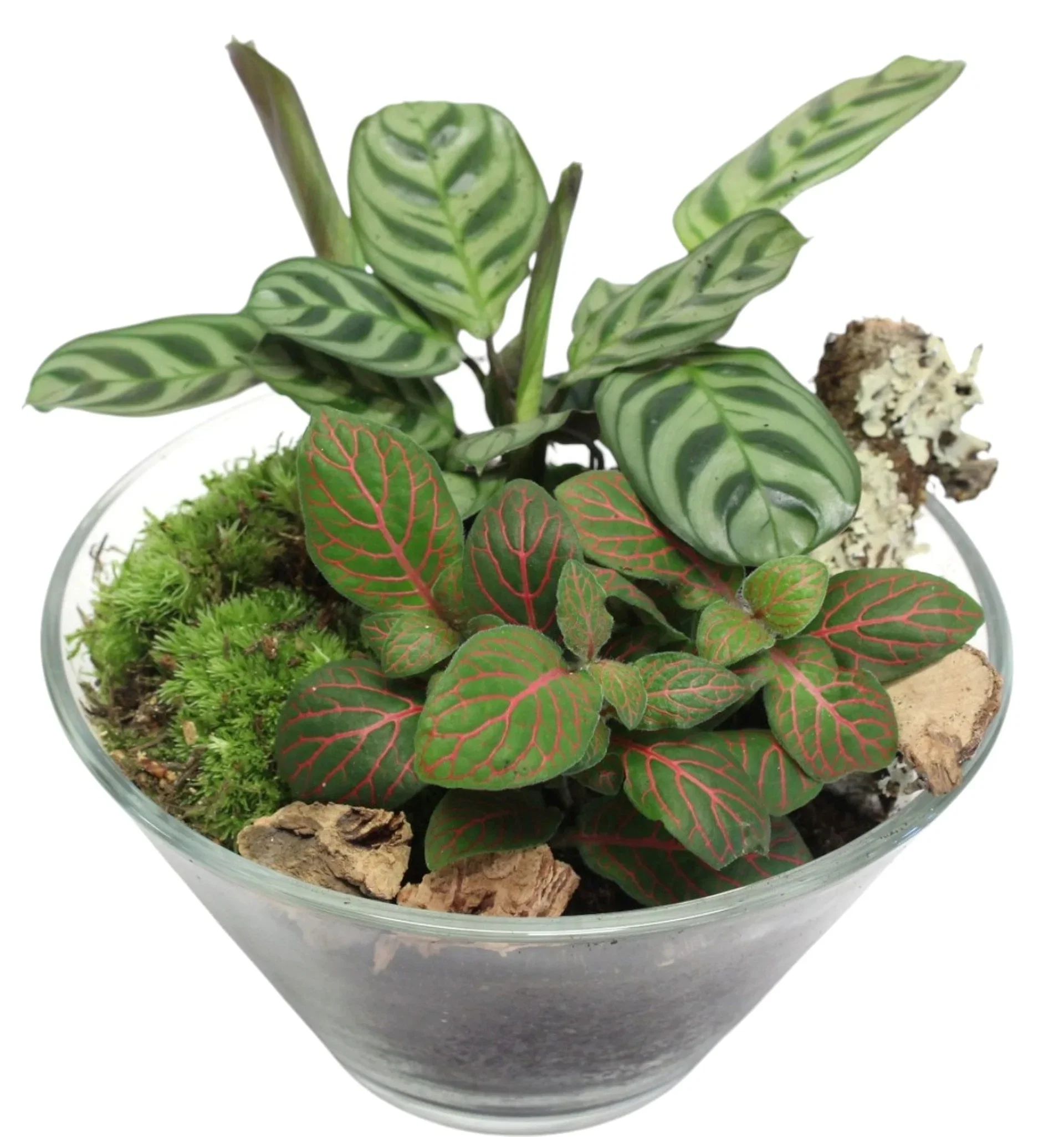 Green plants dec. in glas Grønne planter i glass Ø17 cm