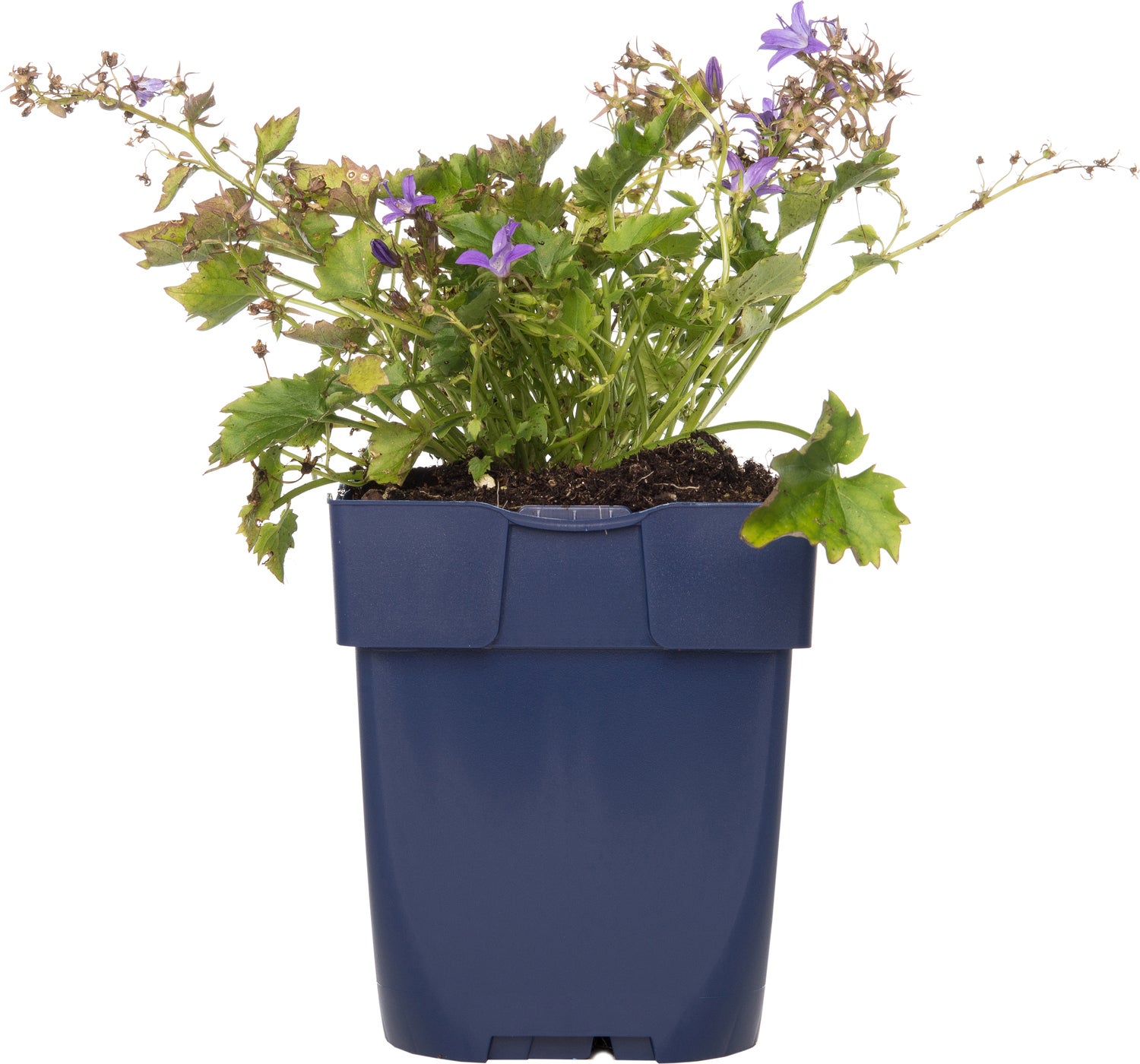 Klokjesbloem (Campanula garganica) D 11 H 10 cm