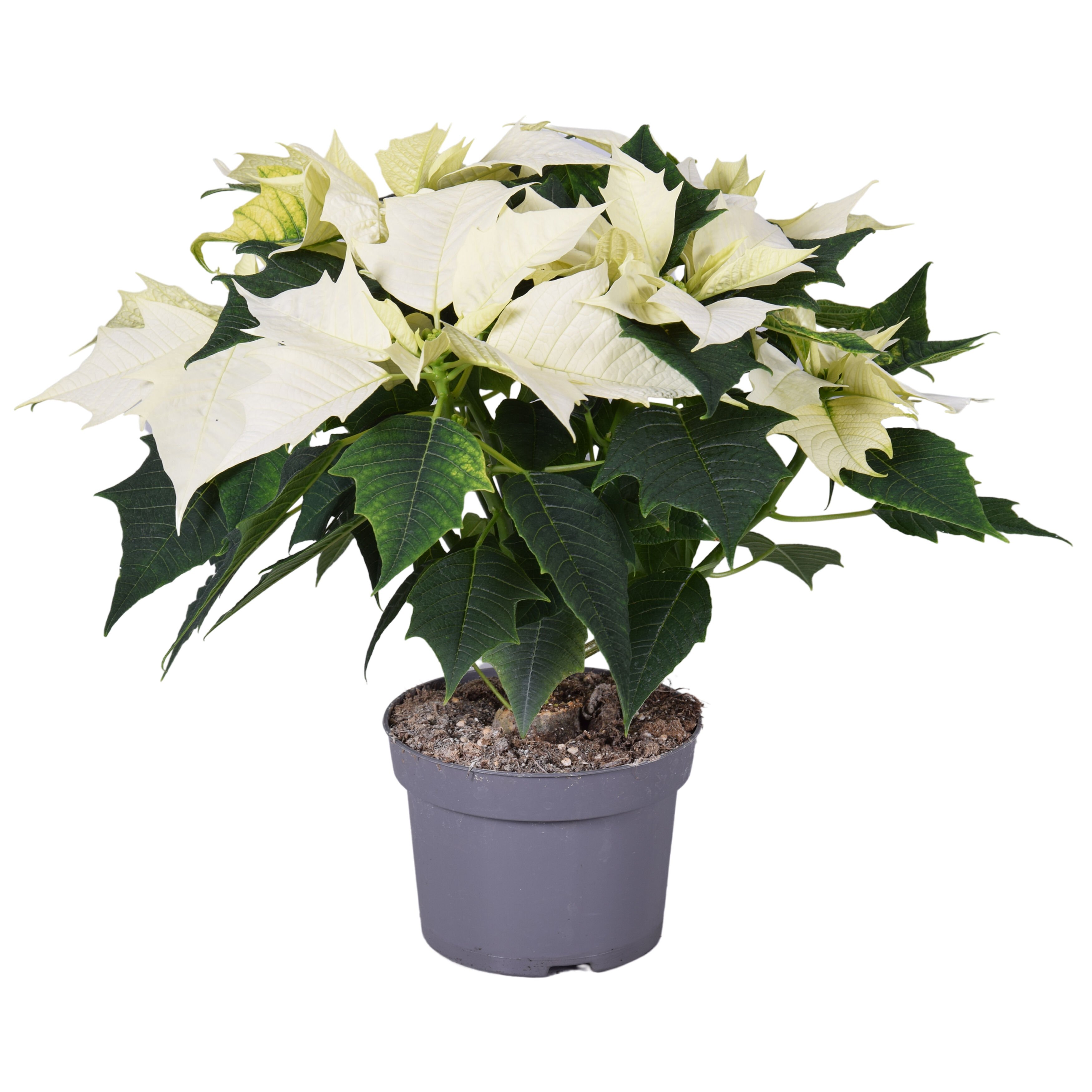 Kerstster (Euphorbia Pulcherrima) - Kamerplant - 13 cm