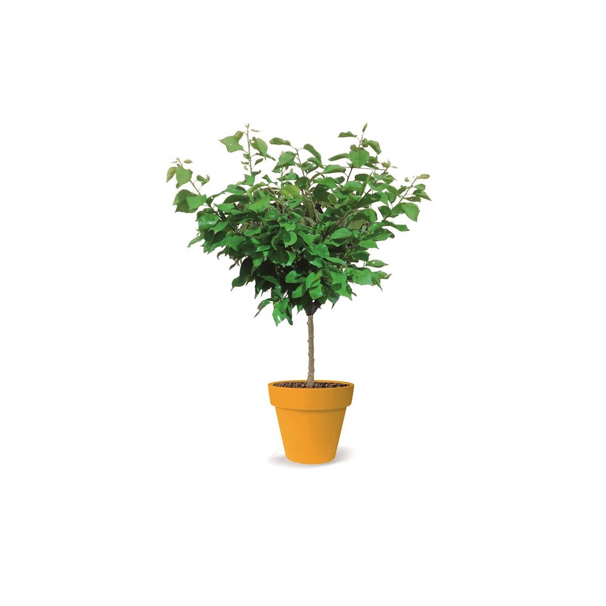 Abricotier nain petit' abri® - nain de jardin®/prunus armeniaca petit' abri® - nain de jardin®[-]pot de 5l