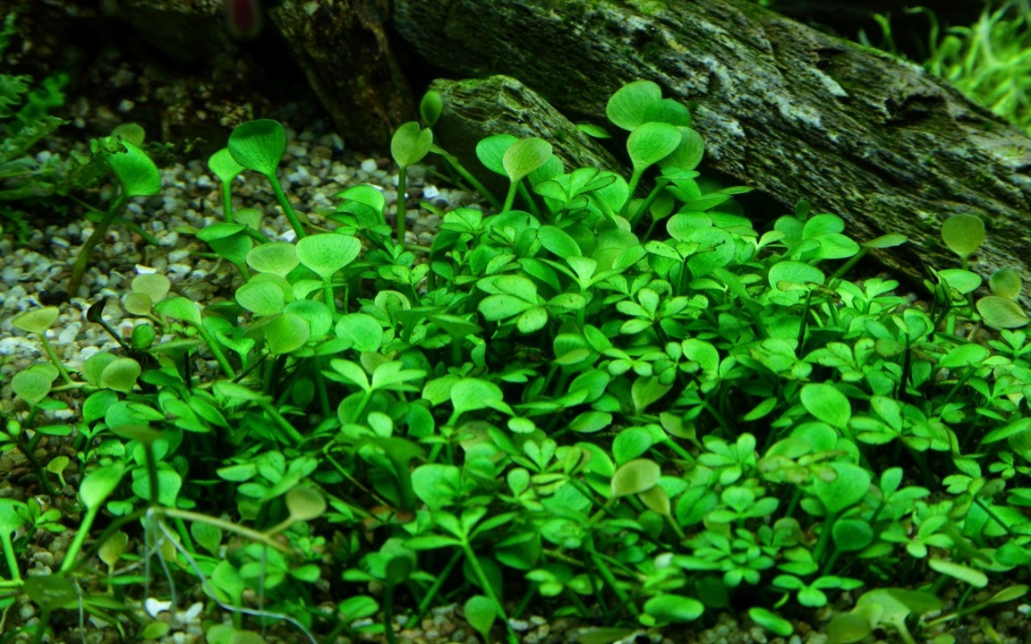 Waterplant Marsilea Hirsuta
