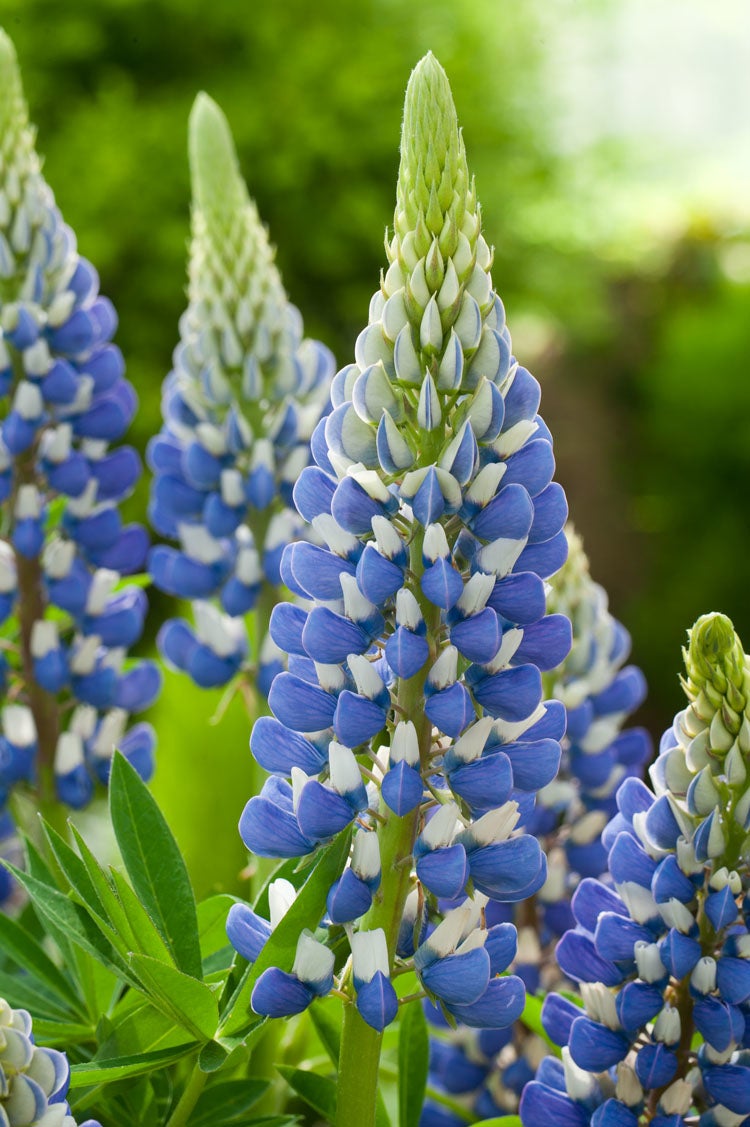 Lupine (Lupinus 'The Governor') D 11 H 10 cm