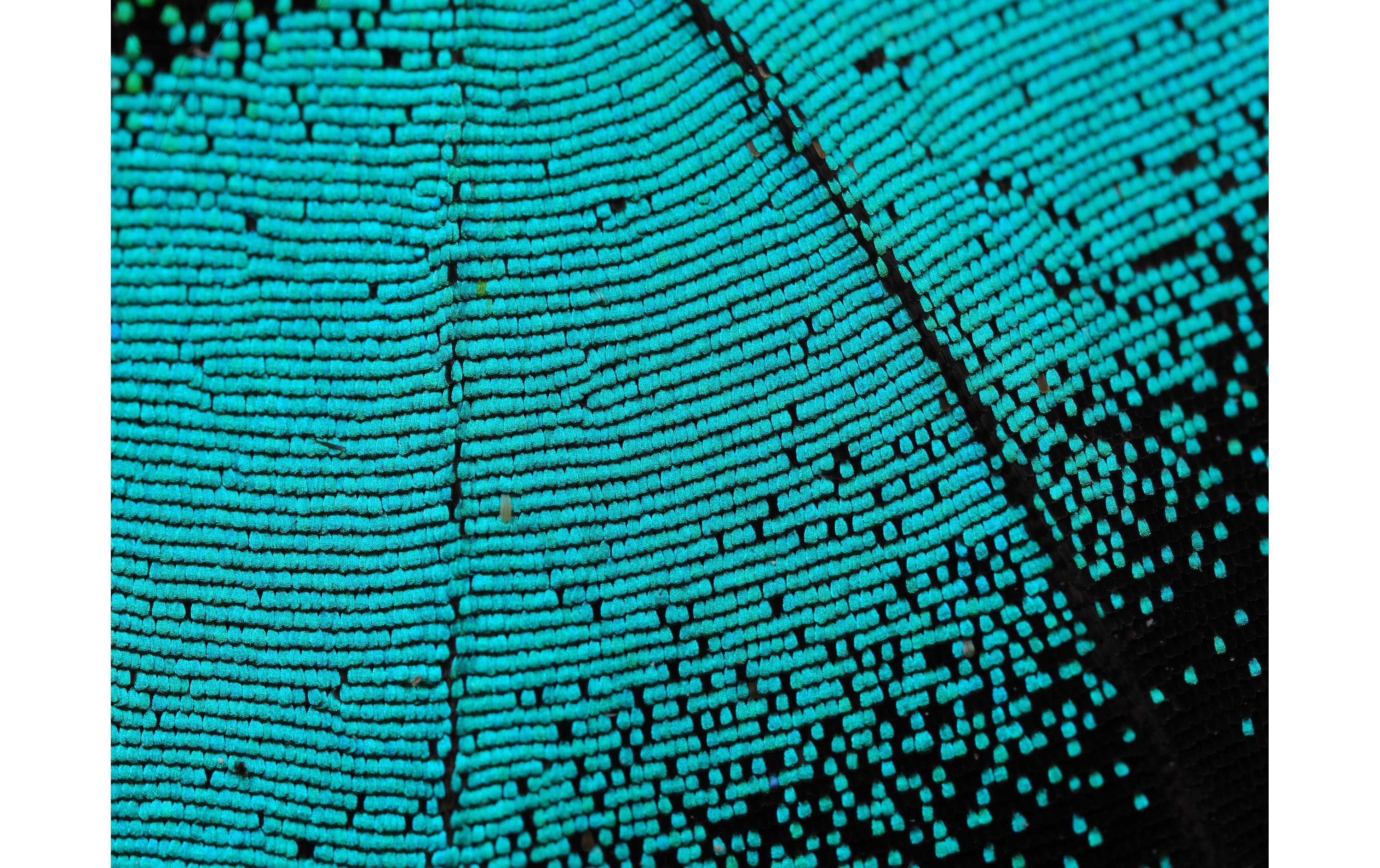 Festbrennweite M.ZUIKO DIGITAL ED 90mm F3.5 Macro IS PRO MFT<br>Professionelles Makroobjektiv für Abenteuer