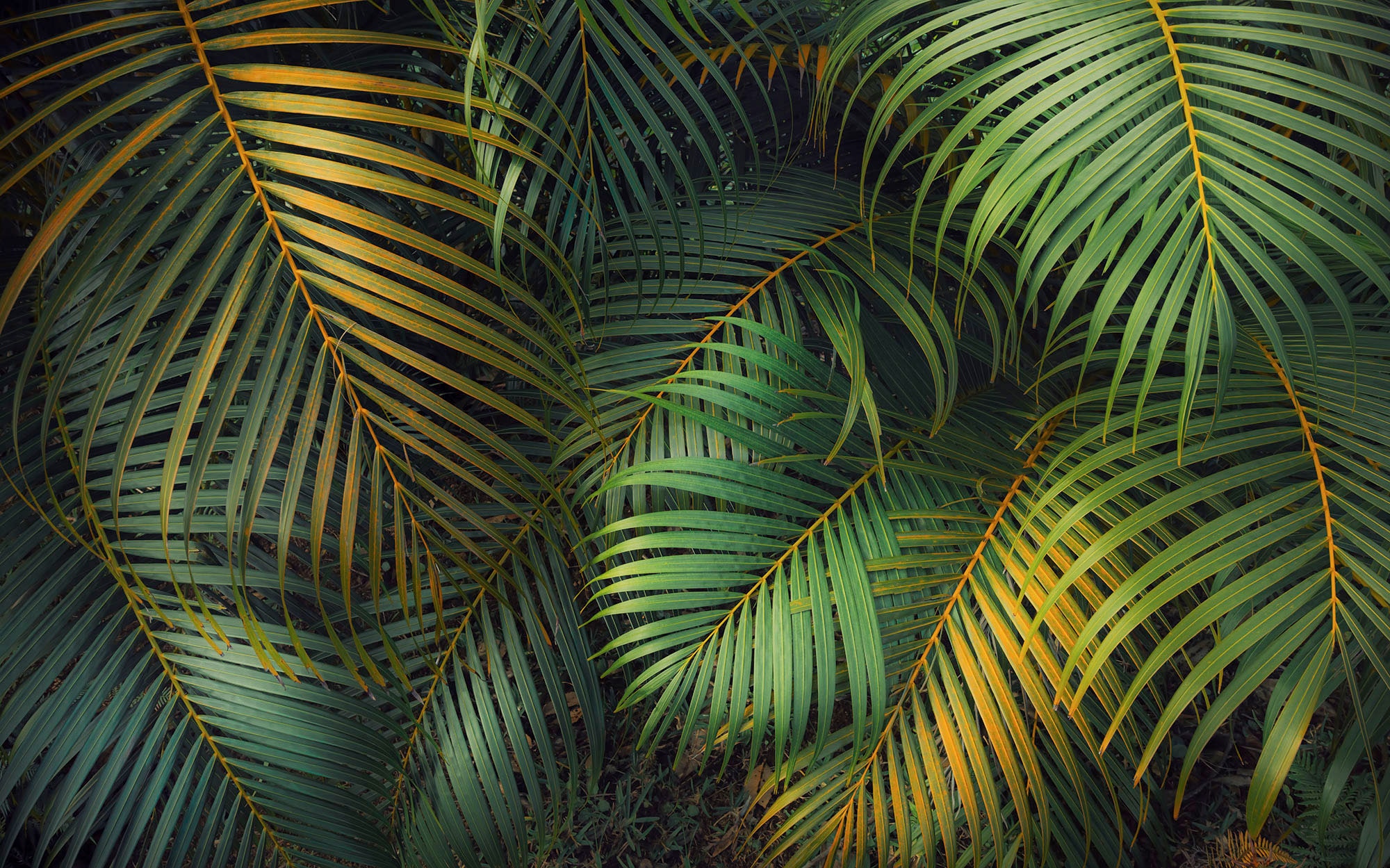 Komar Fototapete »Digitaldruck Vlies -  Amazon Fern - Grösse 400 x 250 cm« bedruckt glatt Wohnzimmer, Schlafzimmer