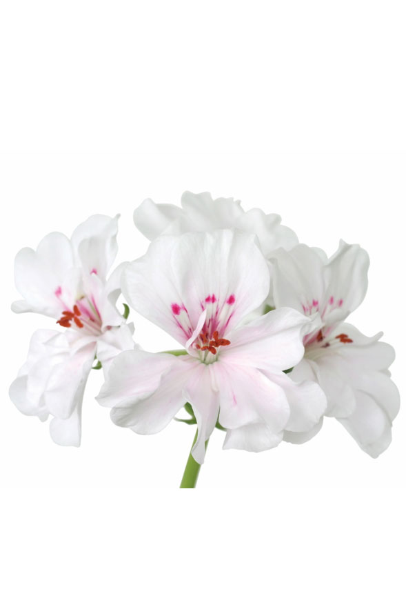 Huile de géranium  Pelargonium graveolens