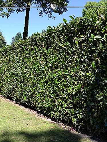 Portugiesischer Kirschlorbeer 180-200 cm im Topf. 4 Lorbeeren Sichtschutz Hecke