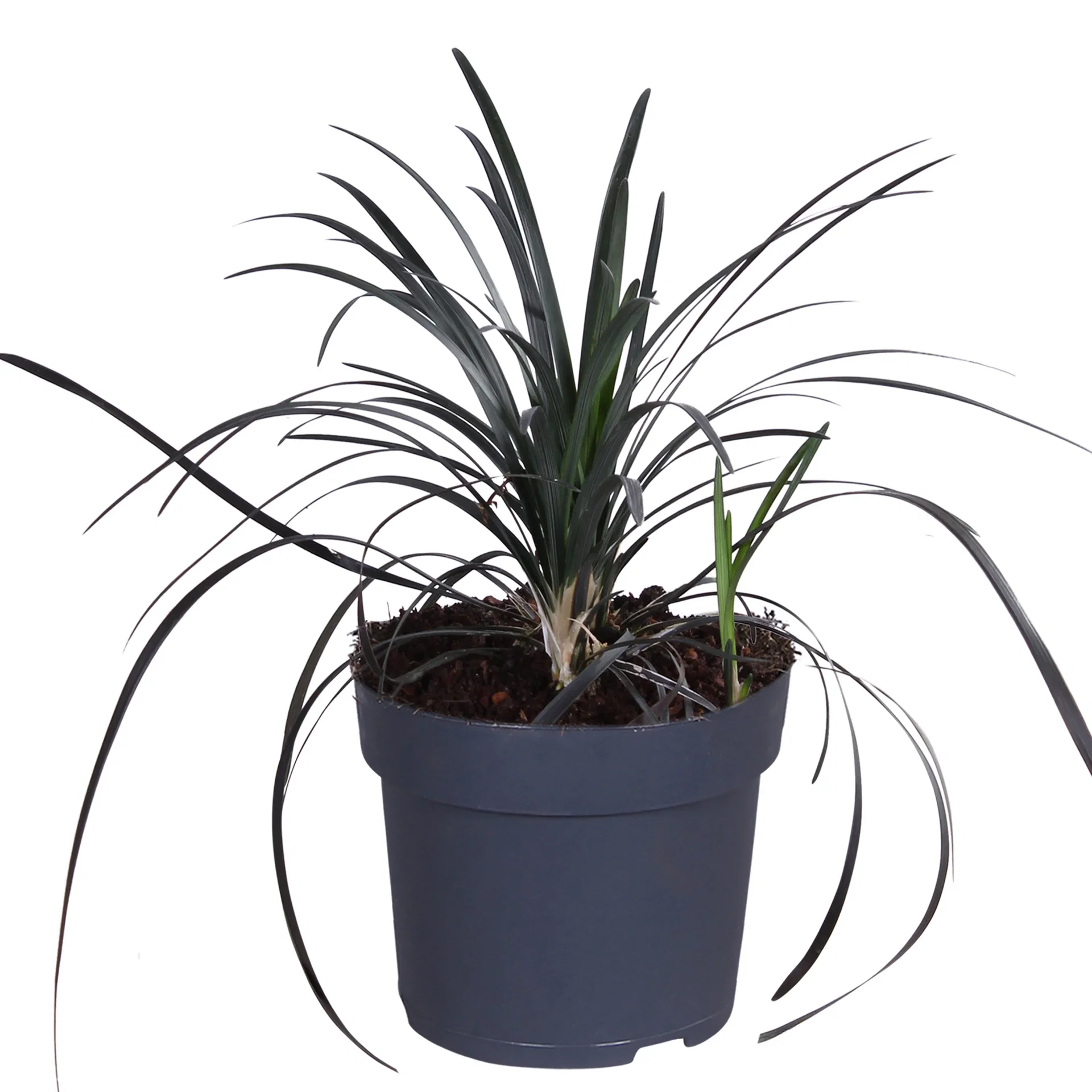 Ophiopogon planiscapus 'Nigrescens' 14 cm Mørkt ormeskjegg 'Nigrescens’ Ø14 cm