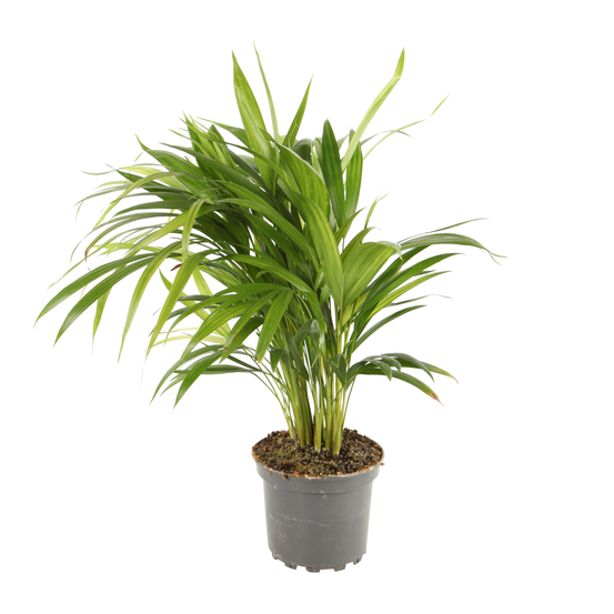 Aréca - pot D17cm
