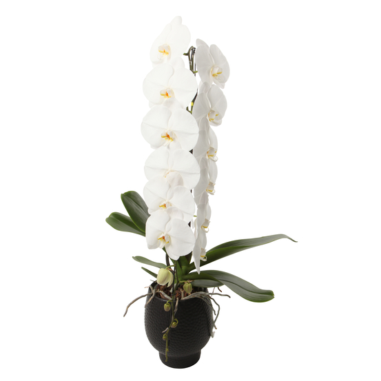 Orchidée - Phalaenopsis Formidablo D15-H90 avec cahe-pot noir