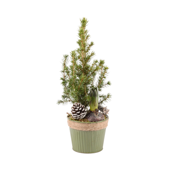 Jacinthe et Picéa déco nature D12