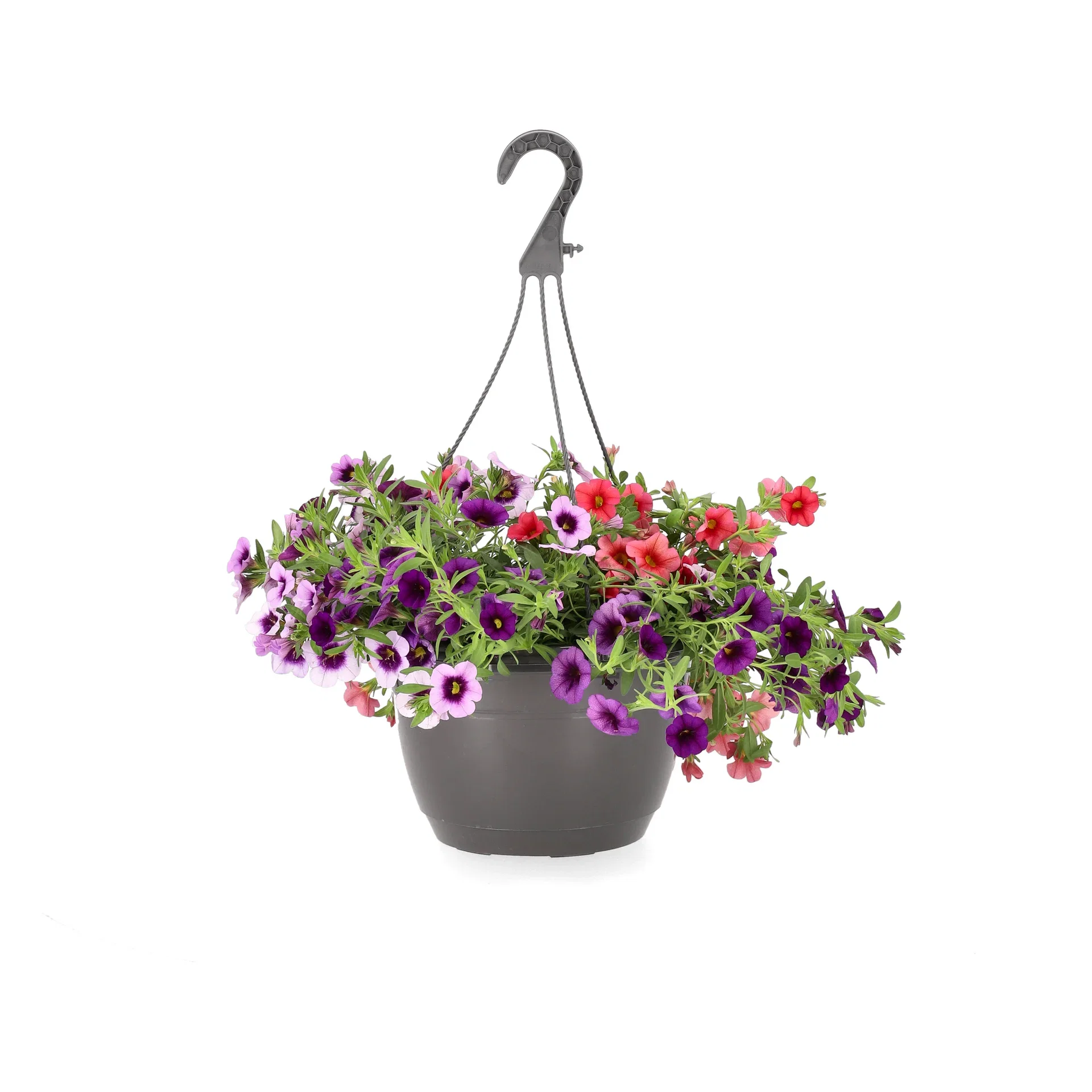 Calibrachoa Romantic Garden 25 cm Småpetunia Romantic Garden i ampel Ø25 cm