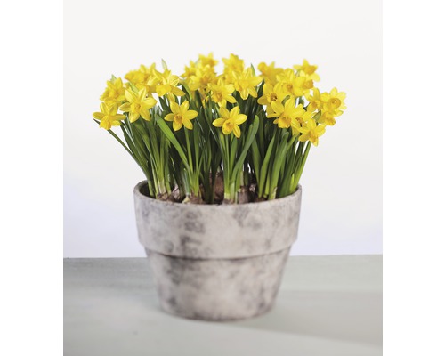 Narcis, Paasklok FloraSelf Narcissus pseudonarcissus 'Tete a Tete' Ø 9 cm pot
