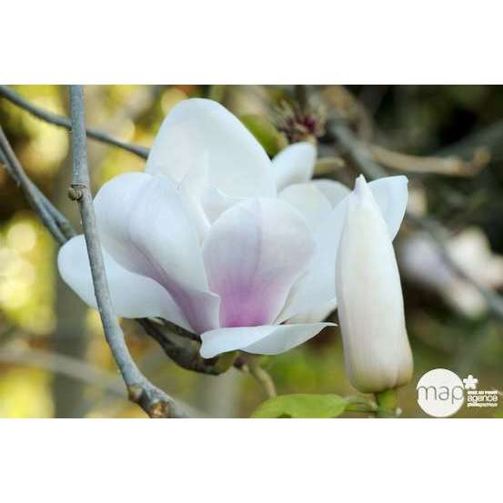 Magnolia soulangeana Alexandrina : conteneur rond carré de 5 L