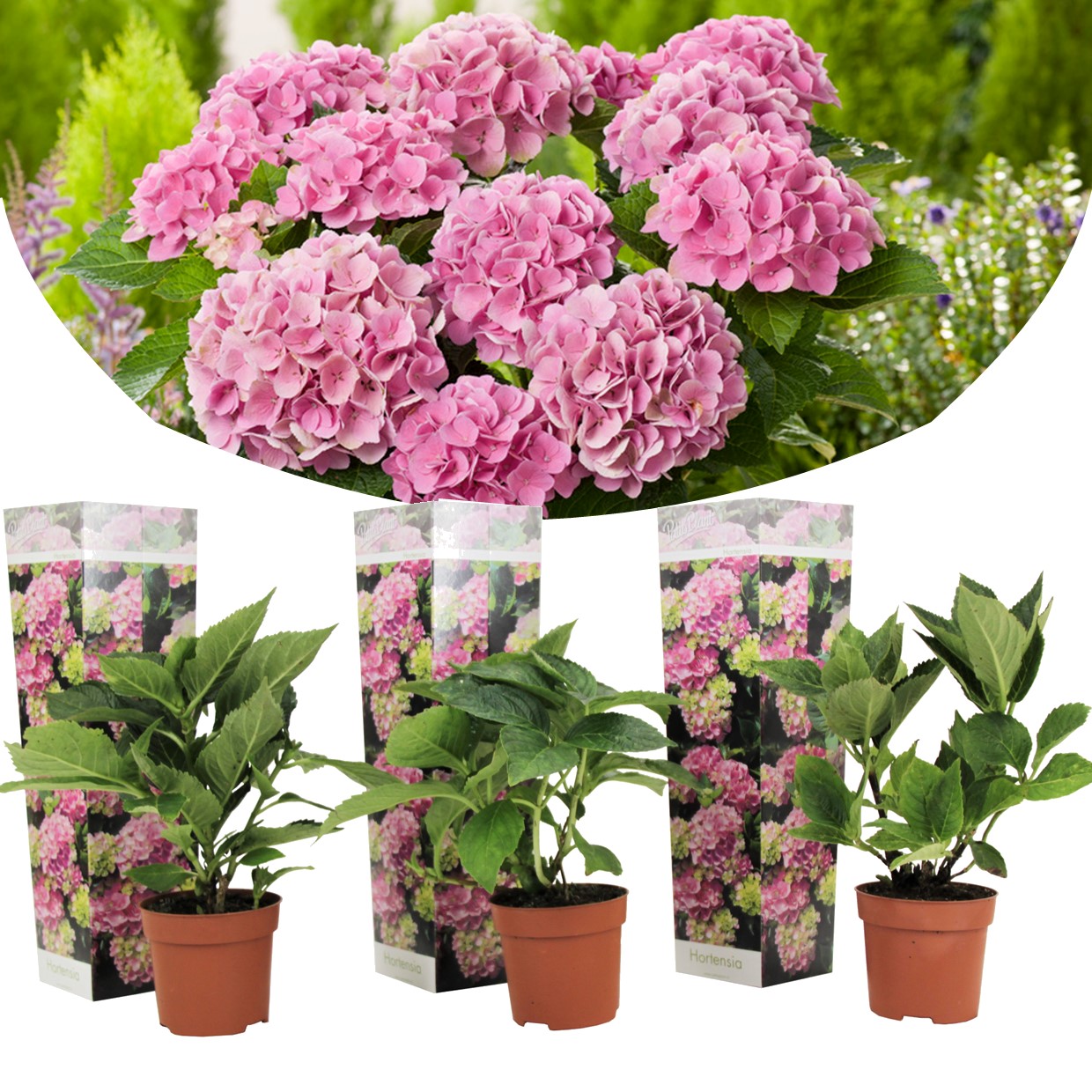 Hydrangea macrophylla - rose - set de 3 - hortensia - pot 9cm - hauteur 25-40cm