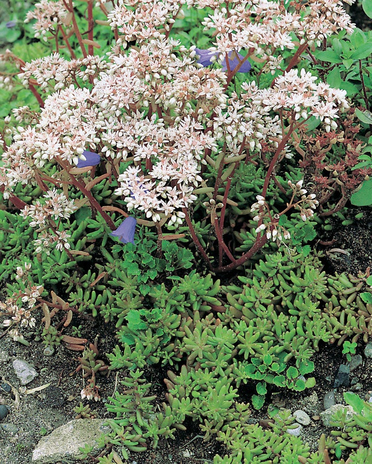 Vetkruid (Sedum album) D 9 H 10 cm