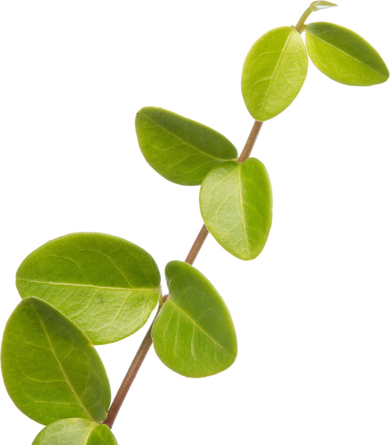 Kleine Maagdenpalm (Vinca minor) D 11 H 10 cm