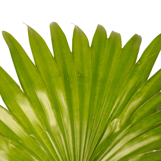 Palmier, Livistonia Rotundifolia - pot D14cm