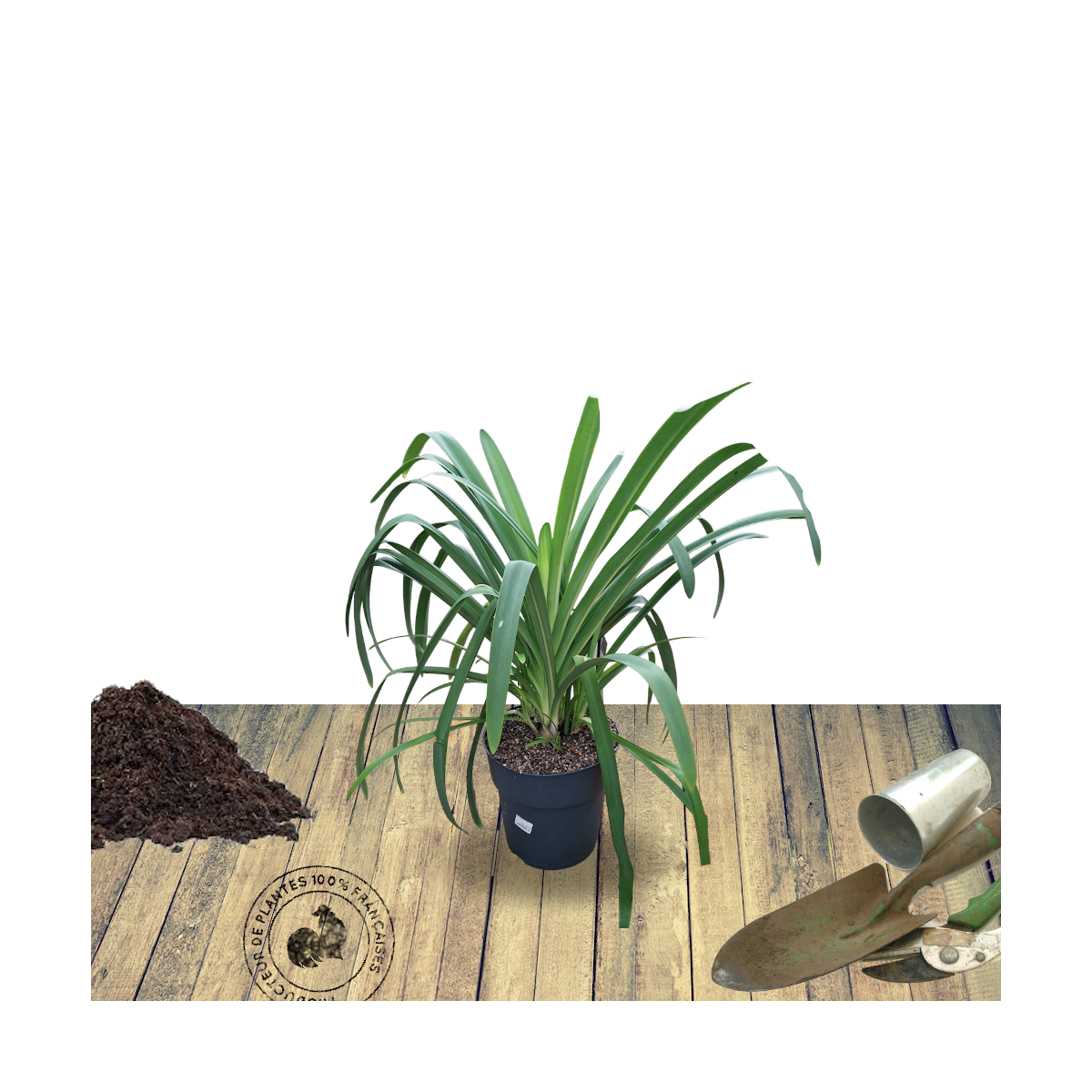 Agapanthe charlotte®/agapanthus x 'charlotte'®[-]pot de 4l - 40/60 cm