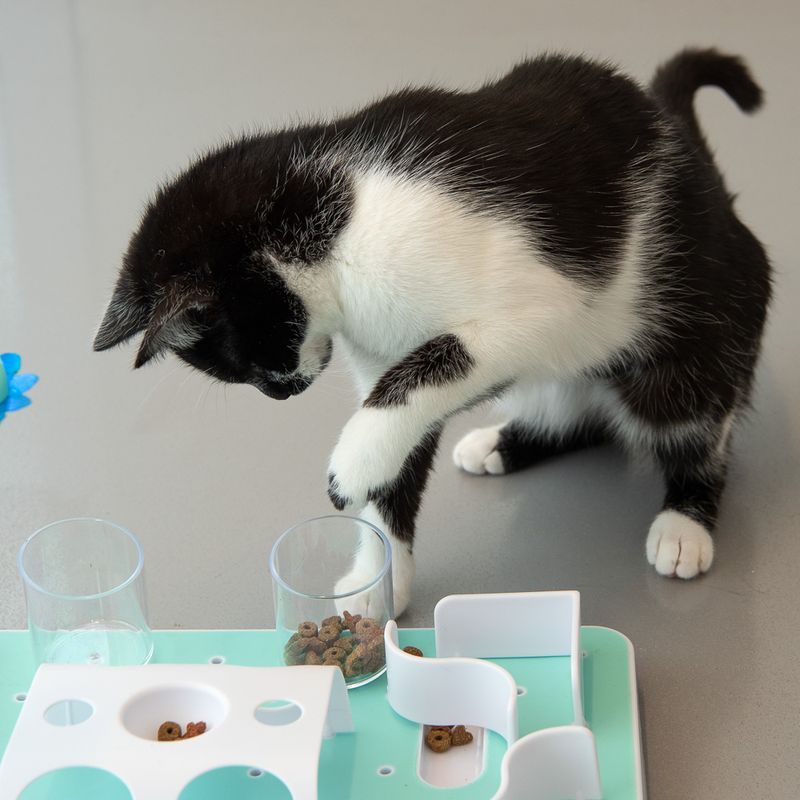 Jouet Slo-Mo pour chat
