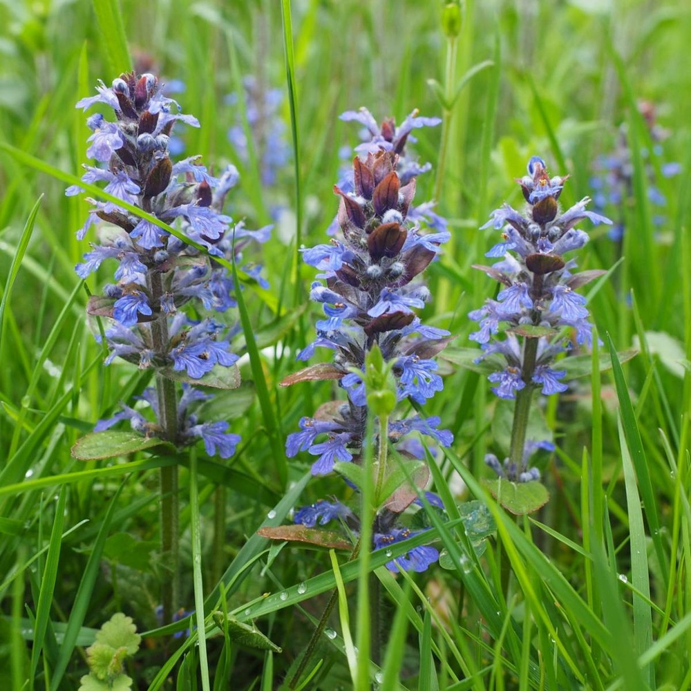 Bugle rampante reptans/ajuga reptans[-]godet