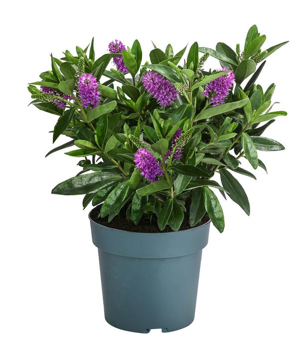 Strauchveronika, 2L