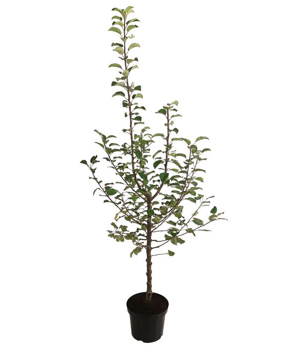 Herbstapfel 'Alkmene'