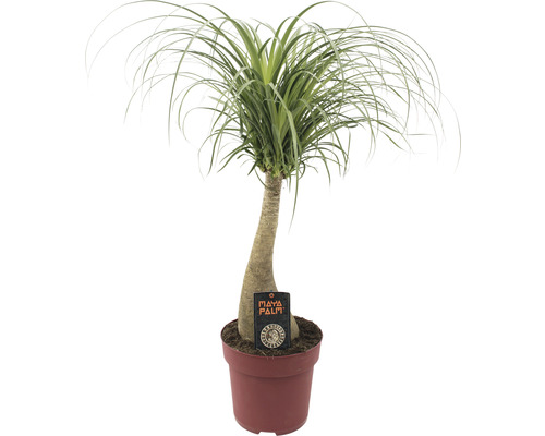 Olifantspootslurf FloraSelf Beaucarnea recurvata H tot 60 cm Ø 27 cm Pot