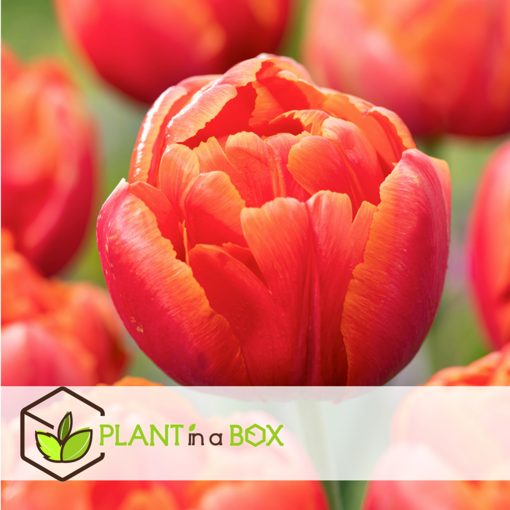 Tulipa icoon - bulbes à fleurs x21 - tulipe - rouge