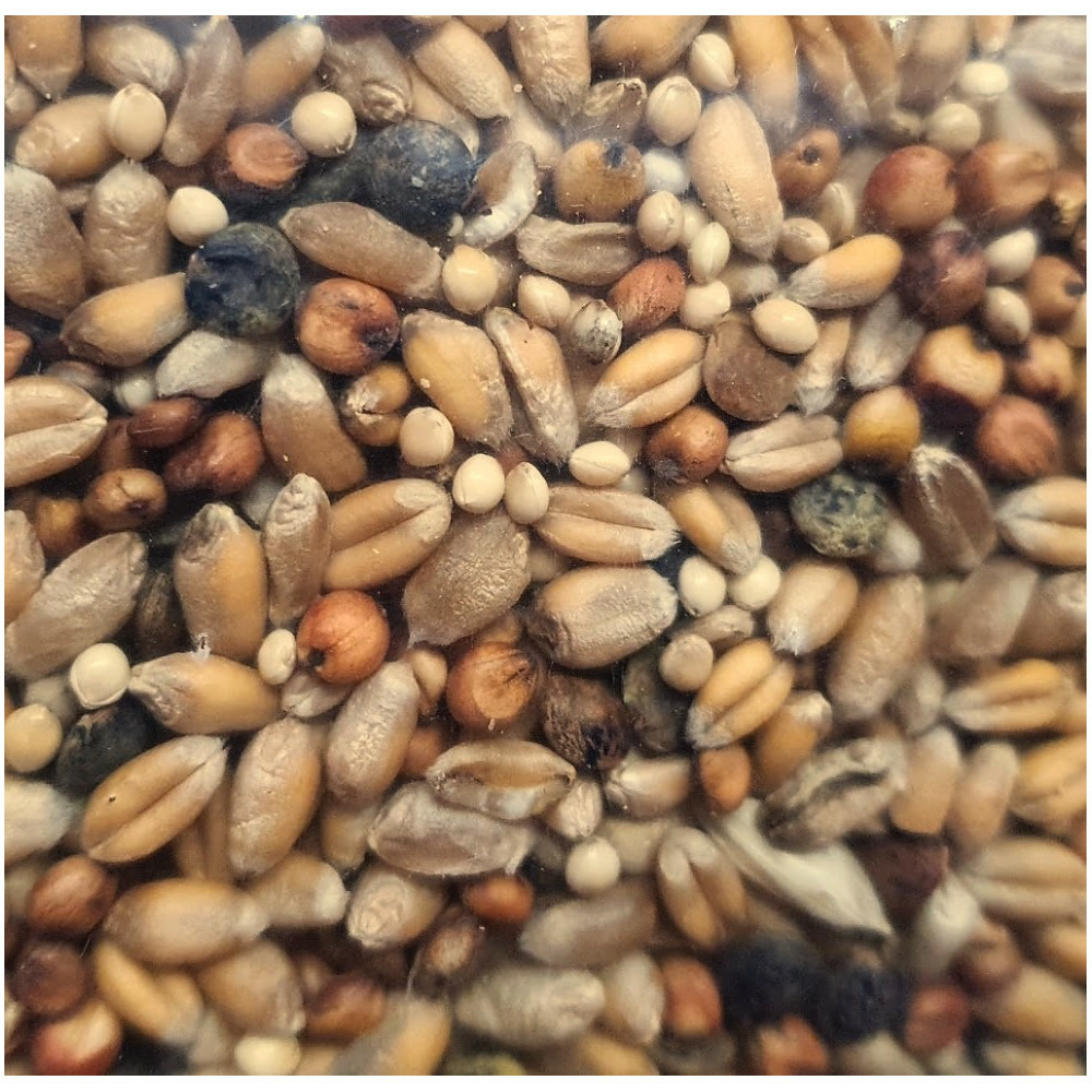 Graines pour tourterelle sac de 800g pour oiseaux