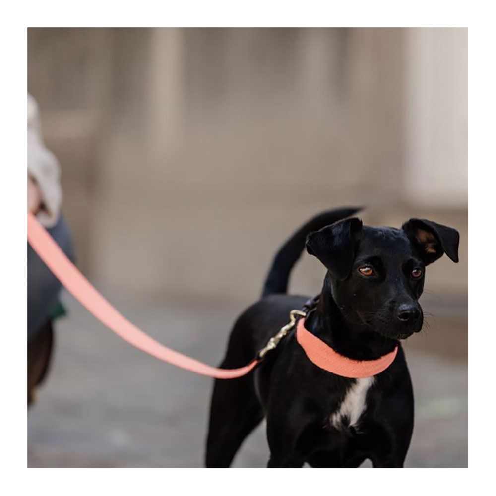Kentucky JACQUARD - Laisse pour chien orange fluo