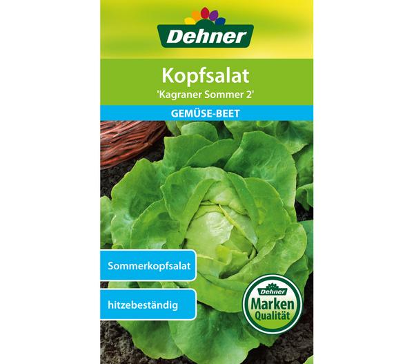 Dehner Samen Kopfsalat 'Kagraner Sommer 2'