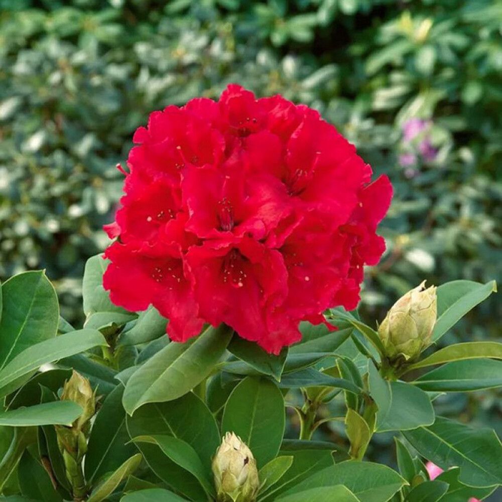 RHODODENDRON I POTTE 21CM