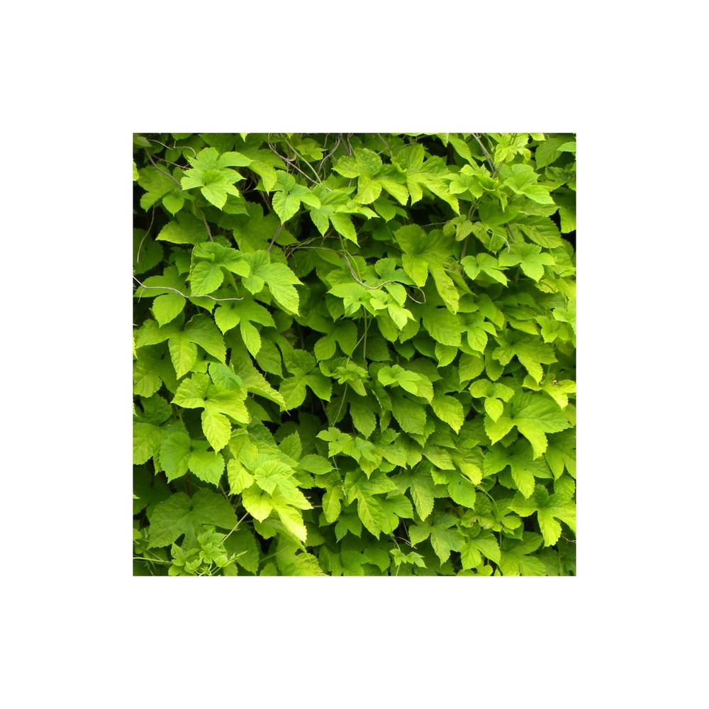 Houblon doré aureus/humulus lupulus aureus[-]pot de 1,5l - tuteur bambou 30/60 cm