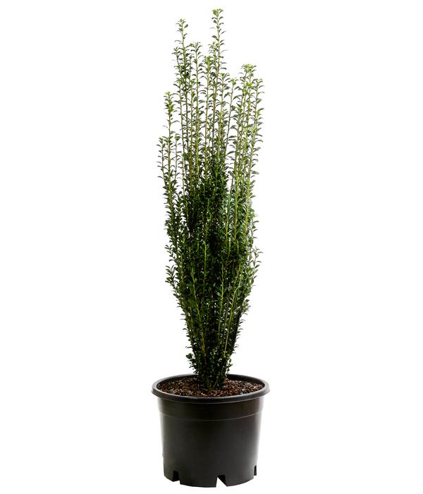 Japanischer Säulen-Berg-Ilex 'Fastigiata'
