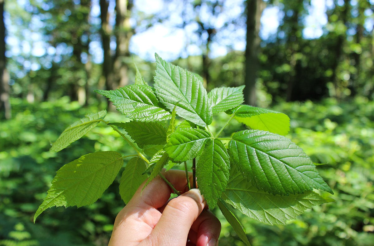 Wildkräuter Kurs Uhldingen-Mühlhofen